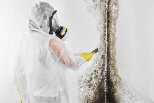 Forensic Mold Investigation in Muleshoe, TX